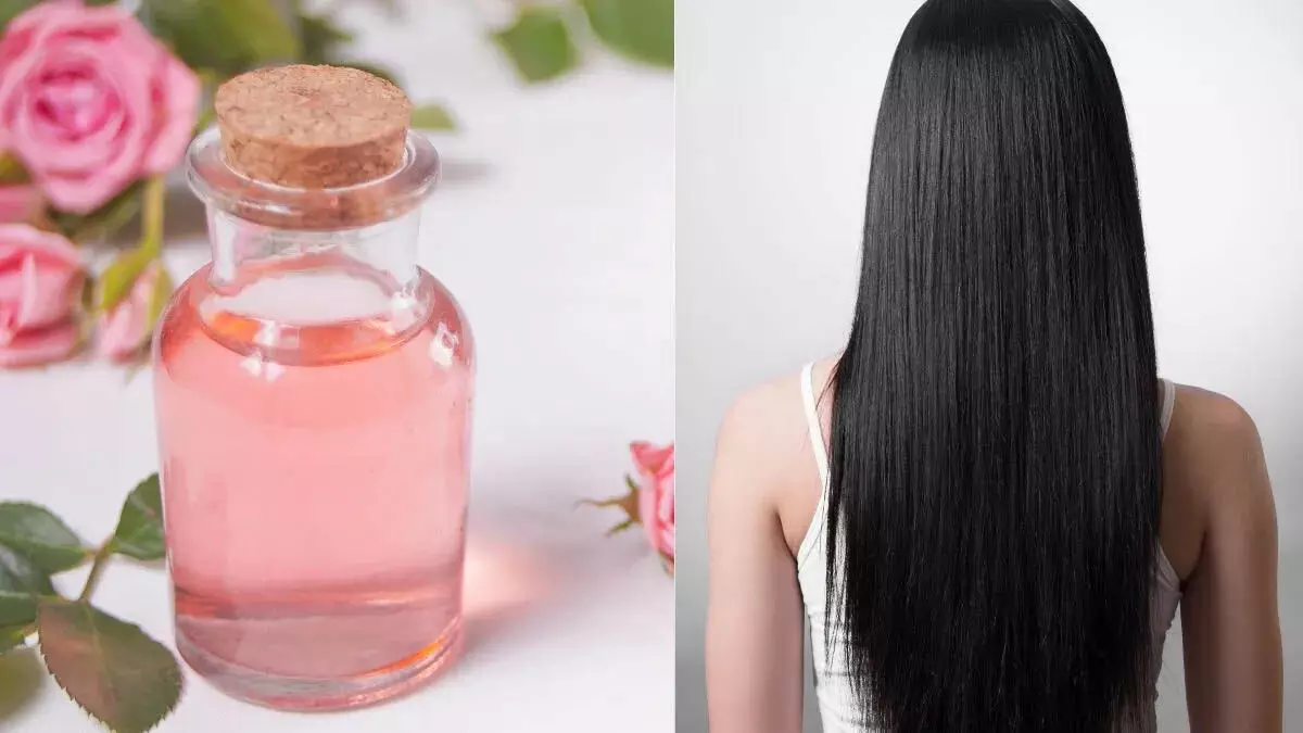 Rose water से होगी बालों की तेजी से ग्रोथ, 5 आसान तरीके