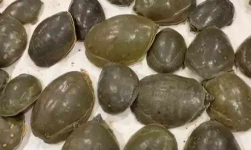 ट्रेन से 35 कछुए जब्त, लावारिस बैगों में मिले ट्रेन से 35 कछुए जब्त, लावारिस बैगों में मिले