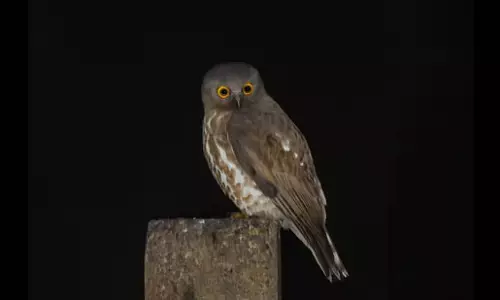 Wildbuzz रात का प्यारा प्रेत Wildbuzz रात का प्यारा प्रेत