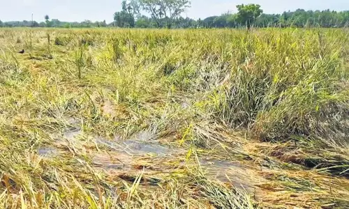 Odisha: ओडिशा में खड़ी फसलें बर्बाद, अनाज की गुणवत्ता पर खतरा Odisha: ओडिशा में खड़ी फसलें बर्बाद, अनाज की गुणवत्ता पर खतरा