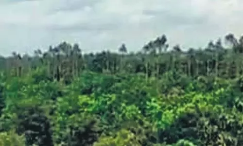 Telangana: तेलंगाना ने 105.87 वर्ग किलोमीटर वन क्षेत्र खो दिया Telangana: तेलंगाना ने 105.87 वर्ग किलोमीटर वन क्षेत्र खो दिया