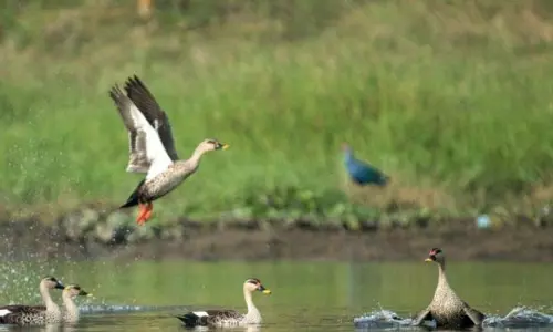 हीराकुंड वेटलैंड में प्रवासी पक्षियों का जमावड़ा हीराकुंड वेटलैंड में प्रवासी पक्षियों का जमावड़ा