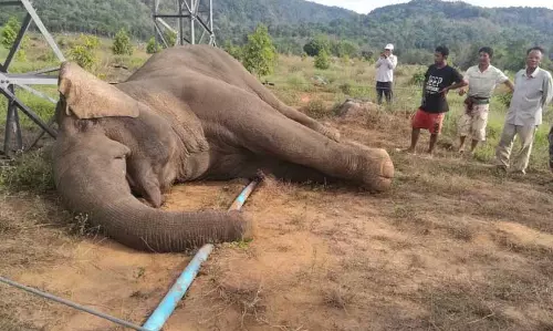 Assam : डिब्रूगढ़ में जंगली हाथी की बिजली से मौत Assam : डिब्रूगढ़ में जंगली हाथी की बिजली से मौत