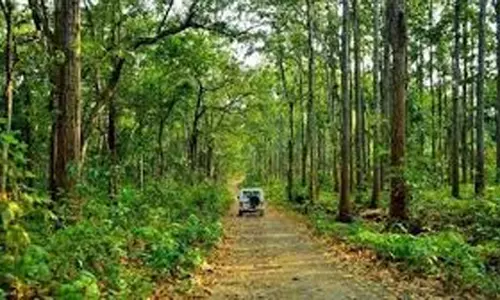 झारखंड में जंगल और हरियाली का हुआ विस्तार झारखंड में जंगल और हरियाली का हुआ विस्तार
