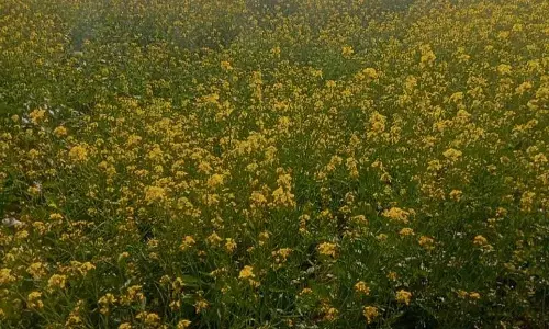 Haryana : बावजूद अंबाला के किसानों ने तिलहन की खेती को प्राथमिकता दी Haryana : बावजूद अंबाला के किसानों ने तिलहन की खेती को प्राथमिकता दी