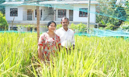 Kerala: घर के पीछे चावल की फसल, प्रबल इच्छा और जिज्ञासा के साथ Kerala: घर के पीछे चावल की फसल, प्रबल इच्छा और जिज्ञासा के साथ