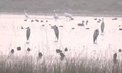 प्रवासी पक्षियों को देखने के लिए Nal Sarovar में उमड़े पर्यटक