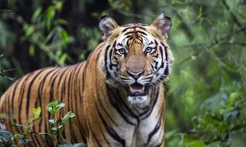 Jhargram जिले में जंगल पार करने के बाद बाघ ज़ीनत की मौत