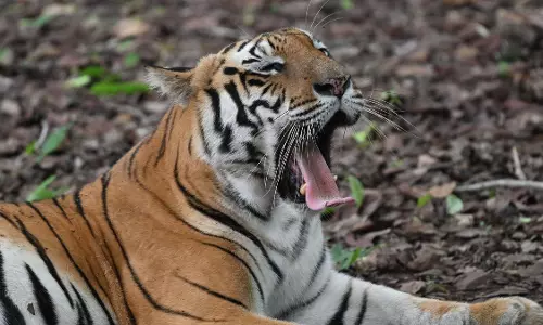 Odisha forests : बाघिन जमुना, जीनत स्वस्थ और स्वस्थ Odisha forests : बाघिन जमुना, जीनत स्वस्थ और स्वस्थ