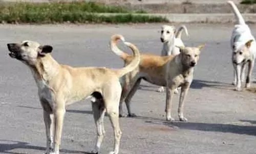 Pune में कुत्तों के हमलों के पीड़ितों को वित्तीय-चिकित्सा सहायता मिलेगी