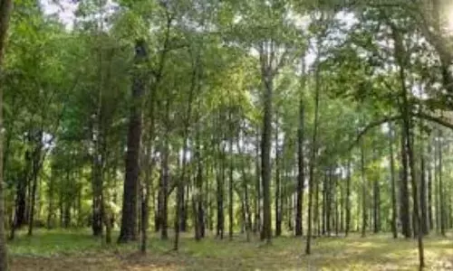 Assam : 2021-2023 के बीच असम का वन क्षेत्र 83 वर्ग किमी से अधिक घट गया