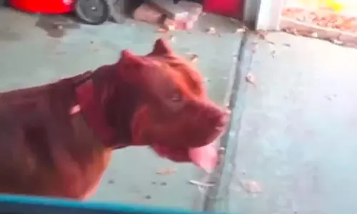 अमेरिकन बुली कुत्तों ने अपने ही मालिक को मार डाला, देखता रहा 4 साल का बच्चा, VIDEO... अमेरिकन बुली कुत्तों ने अपने ही मालिक को मार डाला, देखता रहा 4 साल का बच्चा, VIDEO...