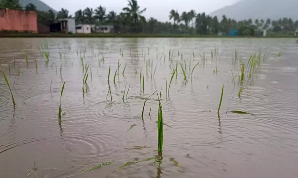 Odisha:  किसानों से फसल नुकसान की रिपोर्ट करने के लिए कृषि रक्षक ऐप का उपयोग करने का आग्रह