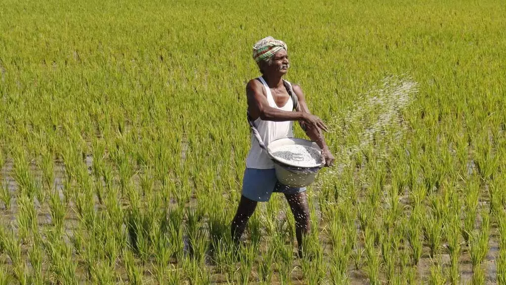 गुणवत्ता संबंधी चिंताओं के बीच, Tamil Nadu के किसानों से प्रमाणित बीजों का उपयोग करने का आग्रह किया गया