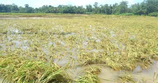 Odisha: बेमौसम बारिश के कारण फसल क्षति का आकलन करने को कहा गया