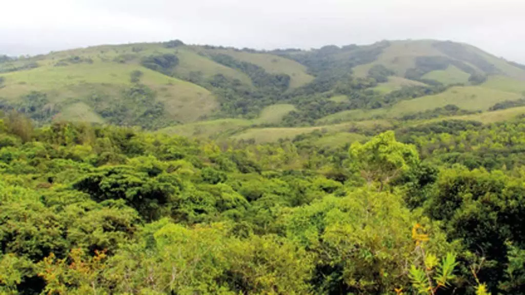 Andhra में वन एवं वृक्ष क्षेत्र में मामूली गिरावट दर्ज की