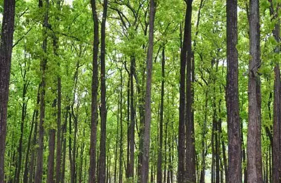 Odisha दर्ज वन क्षेत्र के अंदर हरित आवरण में अधिकतम वृद्धि के मामले में देश में दूसरे स्थान पर