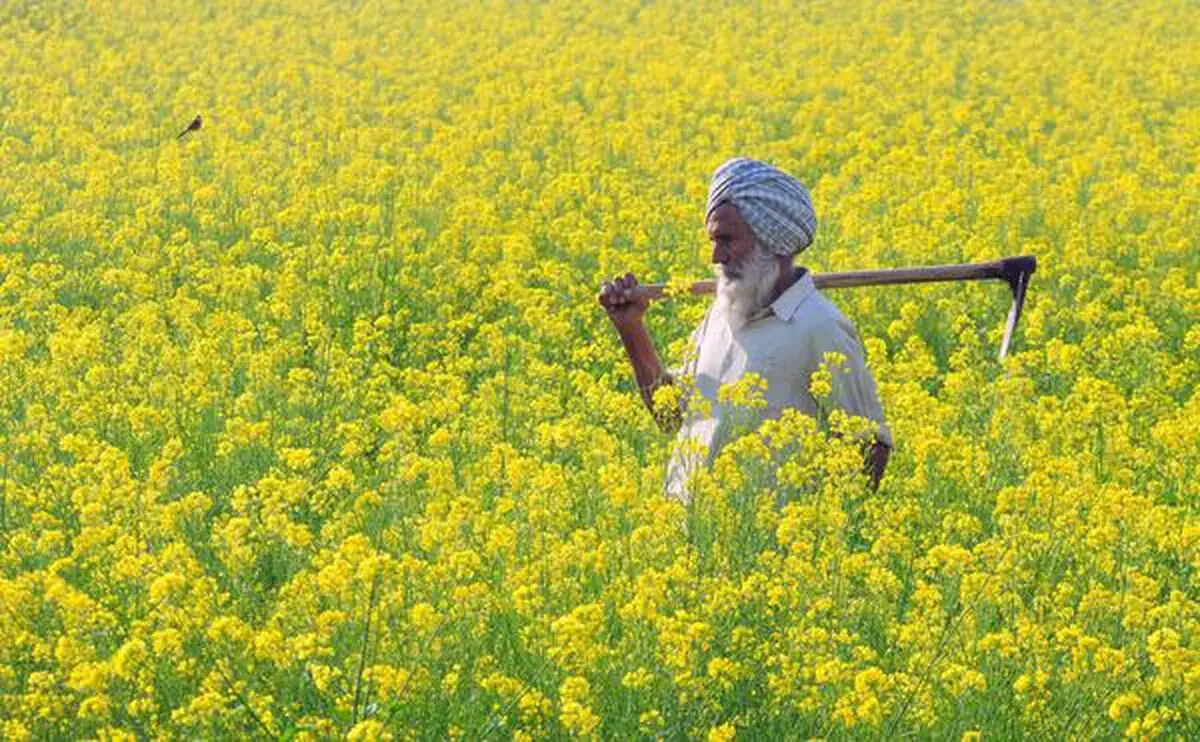 Ambala: किसानों ने तिलहन की खेती को प्राथमिकता दी