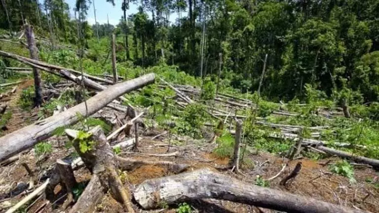 Arunachal प्रदेश में वन क्षेत्र में गिरावट जारी