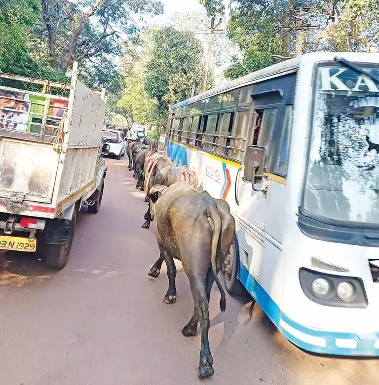 GOA: मर्ना-सिओलिम मार्ग पर भैंसों से परेशानी