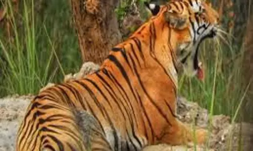 Balaghat:  आदमखोर बाघिन ने किसान पर हमला कर,खा गयी आधा शव
