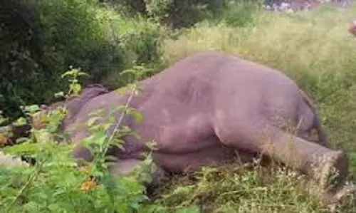 Odisha : मादा हाथी की मौत, जाँच में जुटी वन विभाग Odisha : मादा हाथी की मौत, जाँच में जुटी वन विभाग
