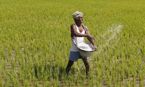 गुणवत्ता संबंधी चिंताओं के बीच, Tamil Nadu के किसानों से प्रमाणित बीजों का उपयोग करने का आग्रह किया गया गुणवत्ता संबंधी चिंताओं के बीच, Tamil Nadu के किसानों से प्रमाणित बीजों का उपयोग करने का आग्रह किया गया