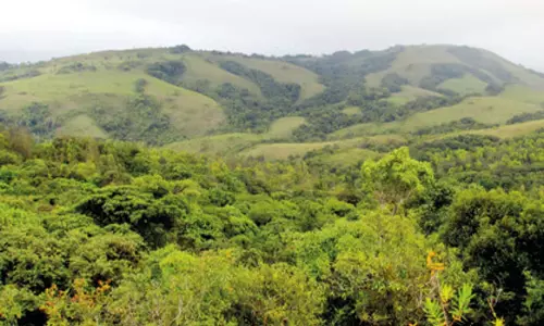 Andhra: आंध्र प्रदेश में वन एवं वृक्ष क्षेत्र में मामूली गिरावट दर्ज की गई Andhra: आंध्र प्रदेश में वन एवं वृक्ष क्षेत्र में मामूली गिरावट दर्ज की गई