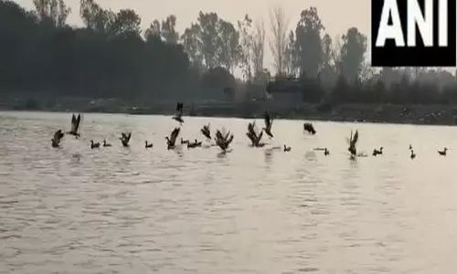 Uttar Pradesh: गढ़ गंगा के ब्रजघाट में साइबेरियाई पक्षियों का झुंड