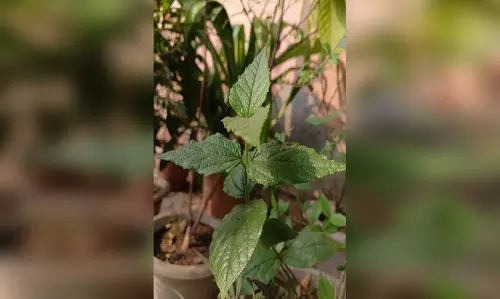 स्वास्थ्य का खजाना है औषधीय गुणों से भरपूर पारिजात, सर्दियों में रामबाण है पत्तों से बना काढ़ा स्वास्थ्य का खजाना है औषधीय गुणों से भरपूर पारिजात, सर्दियों में रामबाण है पत्तों से बना काढ़ा