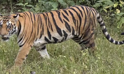 Odisha: बंगाल में भटकी जीनत को शांत करने के प्रयास अभी तक सफल नहीं हुए
