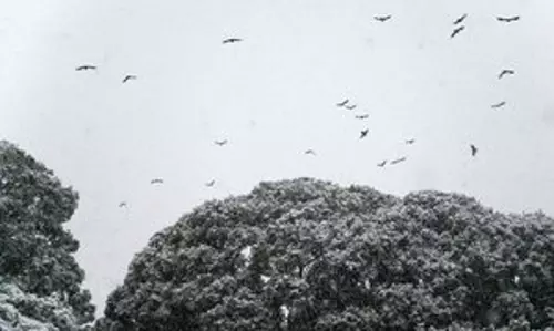 Japan में मंगलवार तक भारी बर्फबारी का पूर्वानुमान