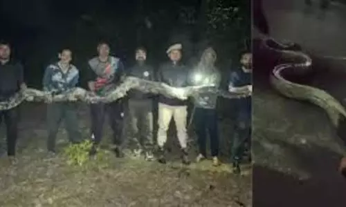 Assam विश्वविद्यालय परिसर में गर्ल्स हॉस्टल के पास विशालकाय बर्मीज अजगर मिलने से हड़कंप मच गया