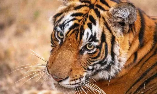 सिमिलिपाल रिजर्व फॉरेस्ट से भटककर आई बाघिन जीनत Bengal के पुरुलिया में रुकी