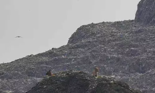 MCD का गाजीपुर लैंडफिल के जिम्मेदार निजी ऑपरेटर के अनुबंध को समाप्त करने का फैसला