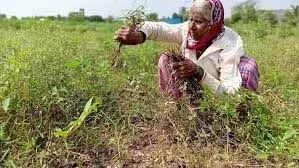 किसानों, ग्रामीण श्रमिकों के लिए खुदरा मुद्रास्फीति में कमी