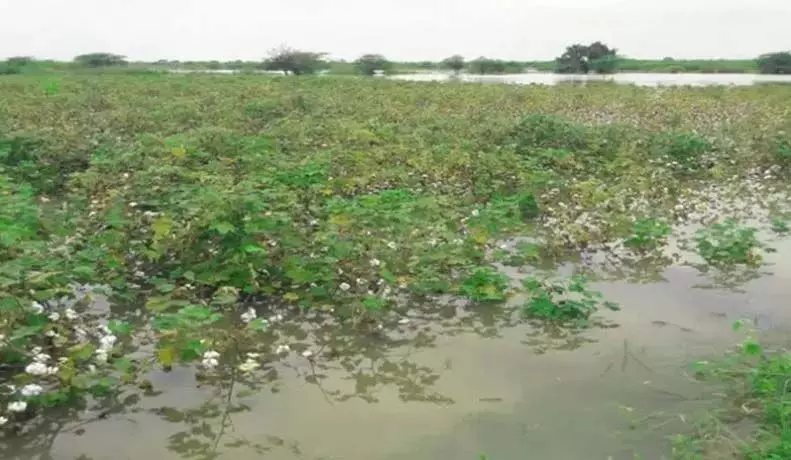 Rain Damage: अच्चन्नायडू ने किसानों को सरकार की मदद का भरोसा दिलाया