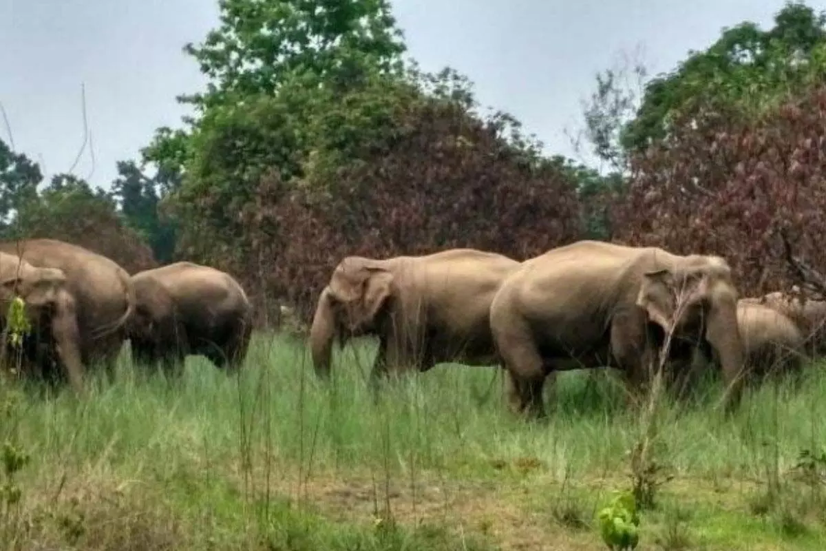 इस वर्ष श्रीलंका में 50 जंगली हाथियों की बिजली से मौत