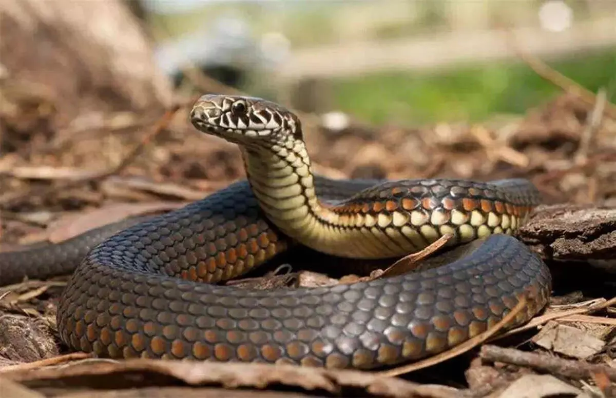 Snake fear : महिला की गुहार के बाद मंत्री ने पड़ोसी के प्लॉट में झाड़ियां साफ करने का दिया आदेश