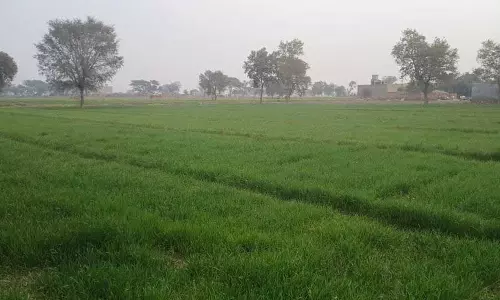 Haryana : सिरसा के किसानों ने राहत की सांस ली, बारिश से फसल की संभावनाएं बढ़ीं Haryana : सिरसा के किसानों ने राहत की सांस ली, बारिश से फसल की संभावनाएं बढ़ीं