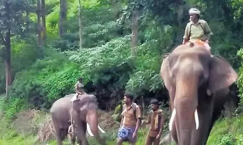 Tamil Nadu: गुडलूर वन प्रभाग में कुमकी गोबर का उपयोग Tamil Nadu: गुडलूर वन प्रभाग में कुमकी गोबर का उपयोग