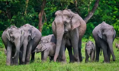 Assam : डेमो के पास नबील में जंगली हाथियों ने एक व्यक्ति को कुचलकर मार डाला Assam : डेमो के पास नबील में जंगली हाथियों ने एक व्यक्ति को कुचलकर मार डाला