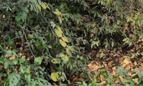 MP News : ट्रेन की चपेट में आने से तेंदुआ घायल