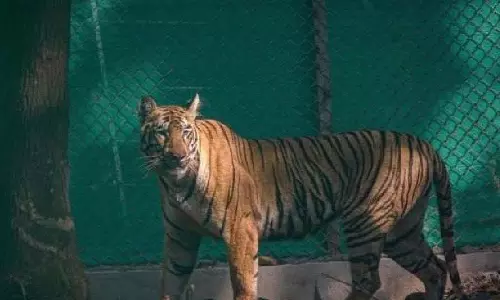 Bengal में सिमिलिपाल टाइगर रिजर्व से भटकी हुई बाघिन जीनत को पकड़ने के प्रयास विफल Bengal में सिमिलिपाल टाइगर रिजर्व से भटकी हुई बाघिन जीनत को पकड़ने के प्रयास विफल