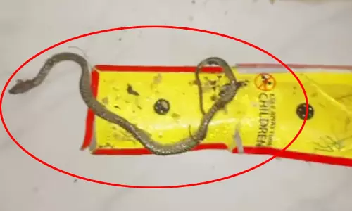 रैट पैड में चूहा चिपकने के बजाय ये क्या चिपका! फटी रह गई आंखें
