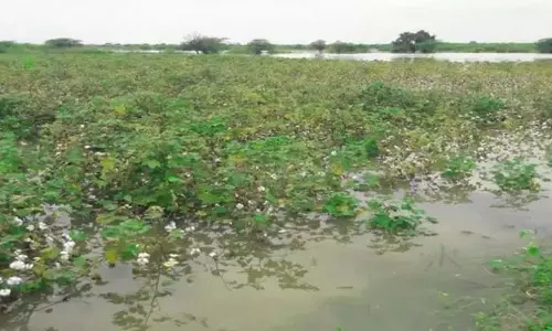 Rain Damage: अच्चन्नायडू ने किसानों को सरकार की मदद का भरोसा दिलाया Rain Damage: अच्चन्नायडू ने किसानों को सरकार की मदद का भरोसा दिलाया