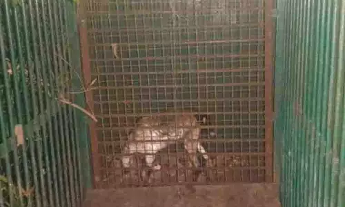 Nandipahar village में तेंदुआ दिखने से दहशत का माहौल Nandipahar village में तेंदुआ दिखने से दहशत का माहौल