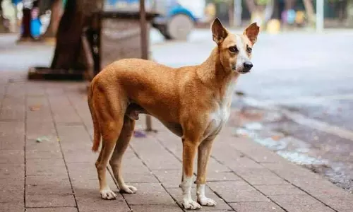 AP: सुल्लुरपेटा में आवारा कुत्तों को जहर दिए जाने से आक्रोश
