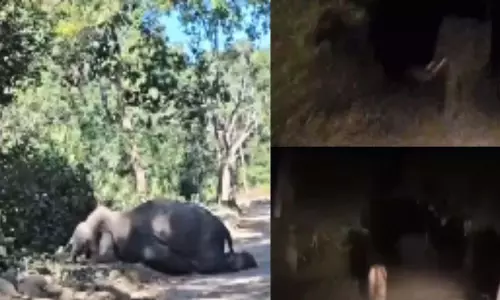 नेशनल पार्क में बाघ द्वारा 3 दिनों तक पीछा किए जाने के बाद मृत पाया गया हाथी, VIDEO...