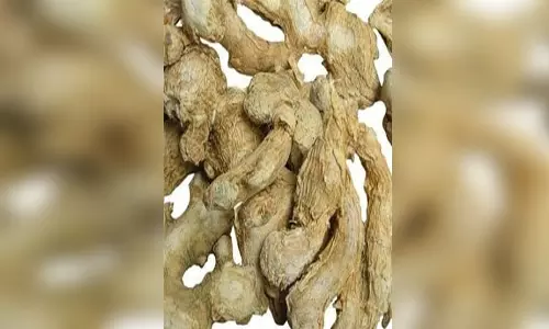 किसी औषधि से कम नहीं है सोंठ, सर्दियों में इसका सेवन देता है चमत्कारिक परिणाम